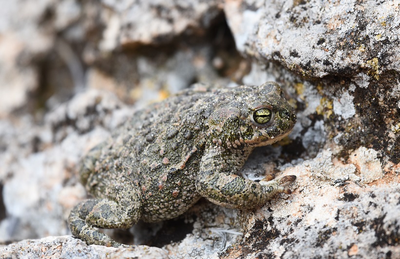 salto verso la libert...dell''Epidalea calamita